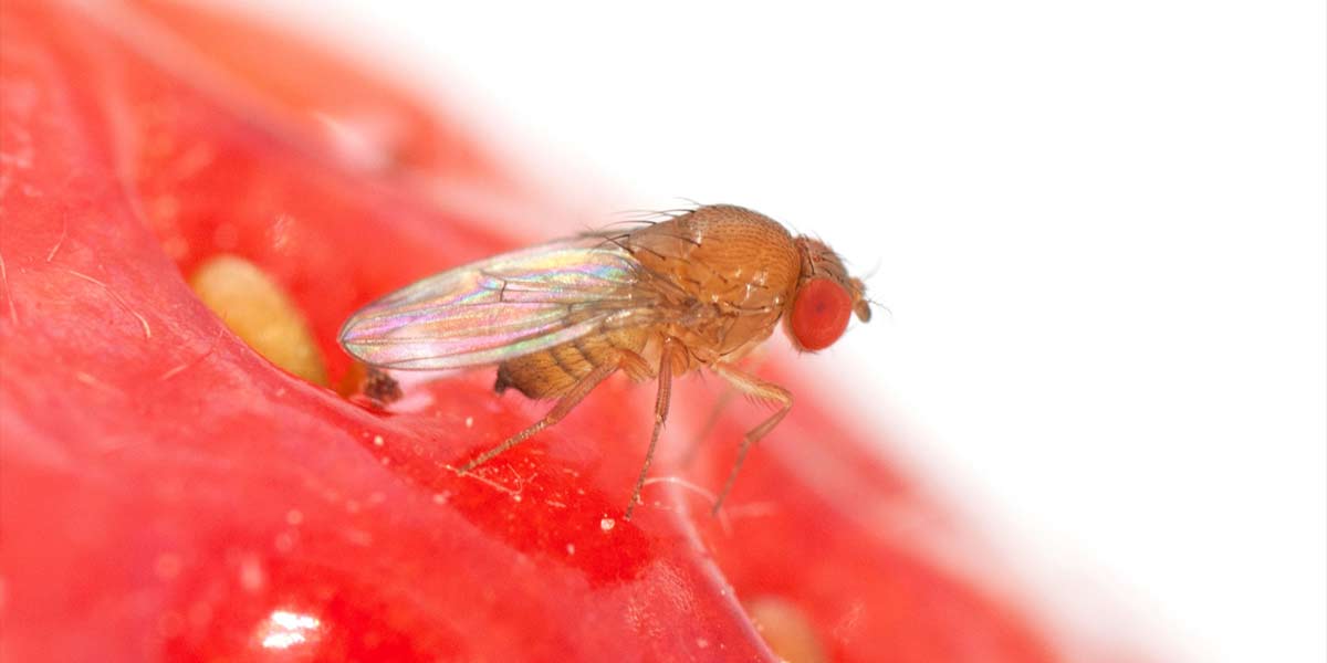 La lotta alla Drosophila suzukii passa dai parassiti
